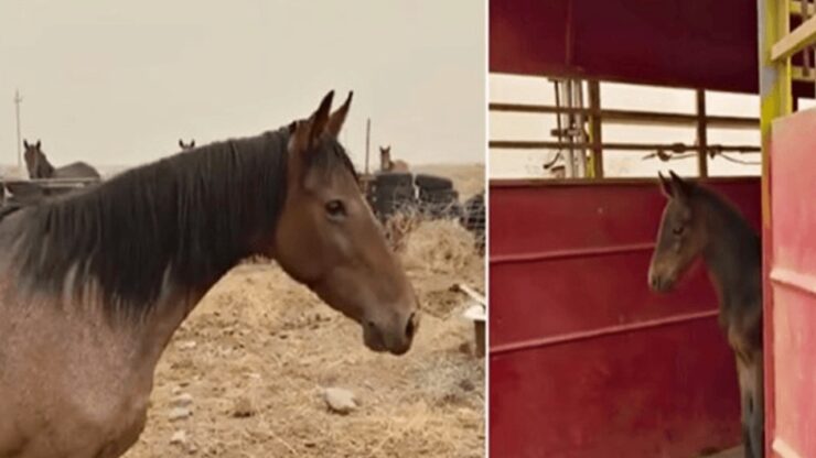 Cavallo selvaggio rivede il suo puledro