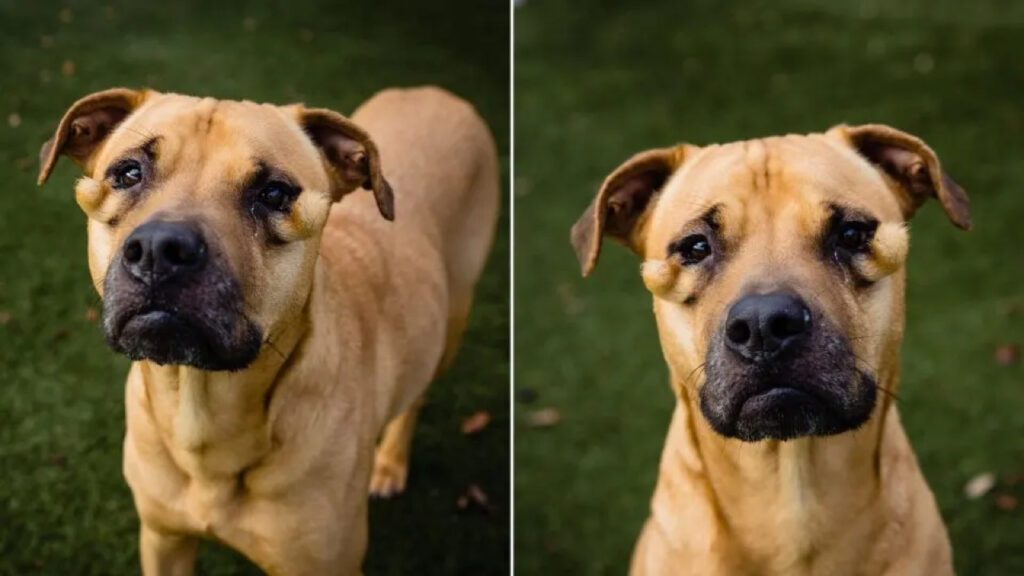 Questa povera cagnolina è stata ignorata da tutti 