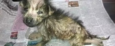 Cucciola con problemi agli arti viene salvata dai passanti