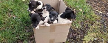 Cuccioli trovati in una scatola di cartone a lato della strada