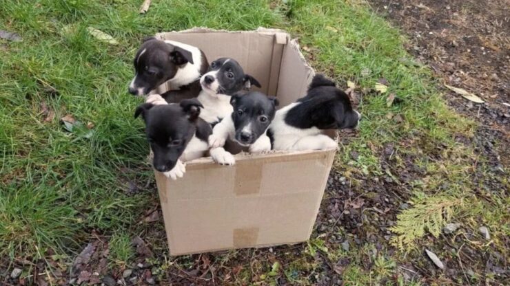 Cuccioli trovati in una scatola di cartone a lato della strada