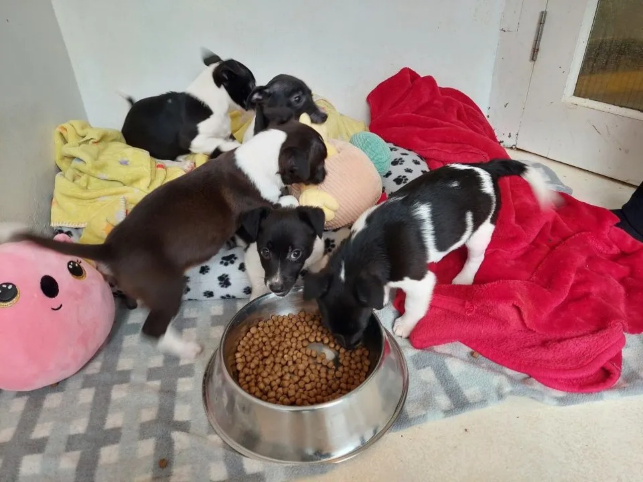 Cuccioli trovati in una scatola di cartone a lato della strada