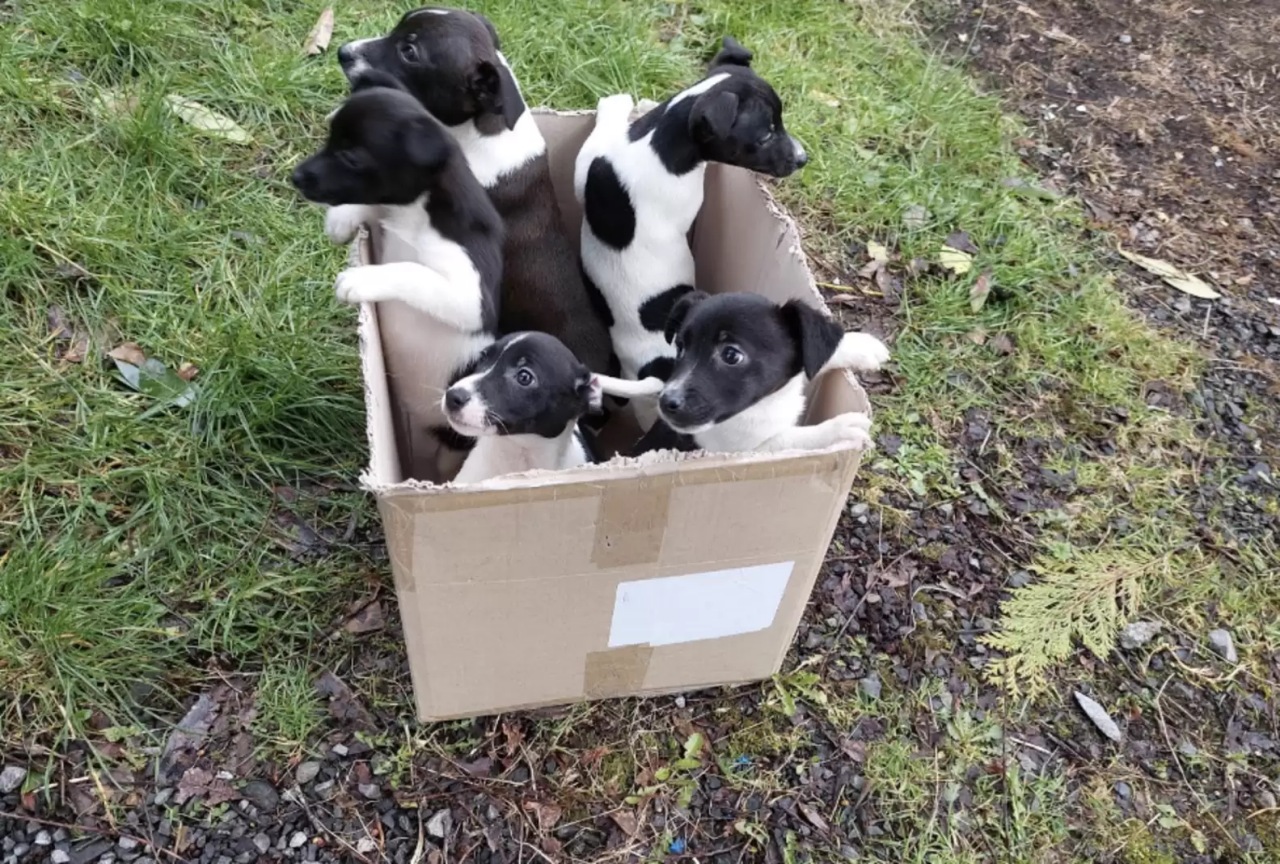 Cuccioli trovati in una scatola di cartone a lato della strada