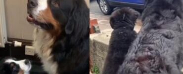 Cucciolo di Bovaro del Bernese imita il suo fratellone