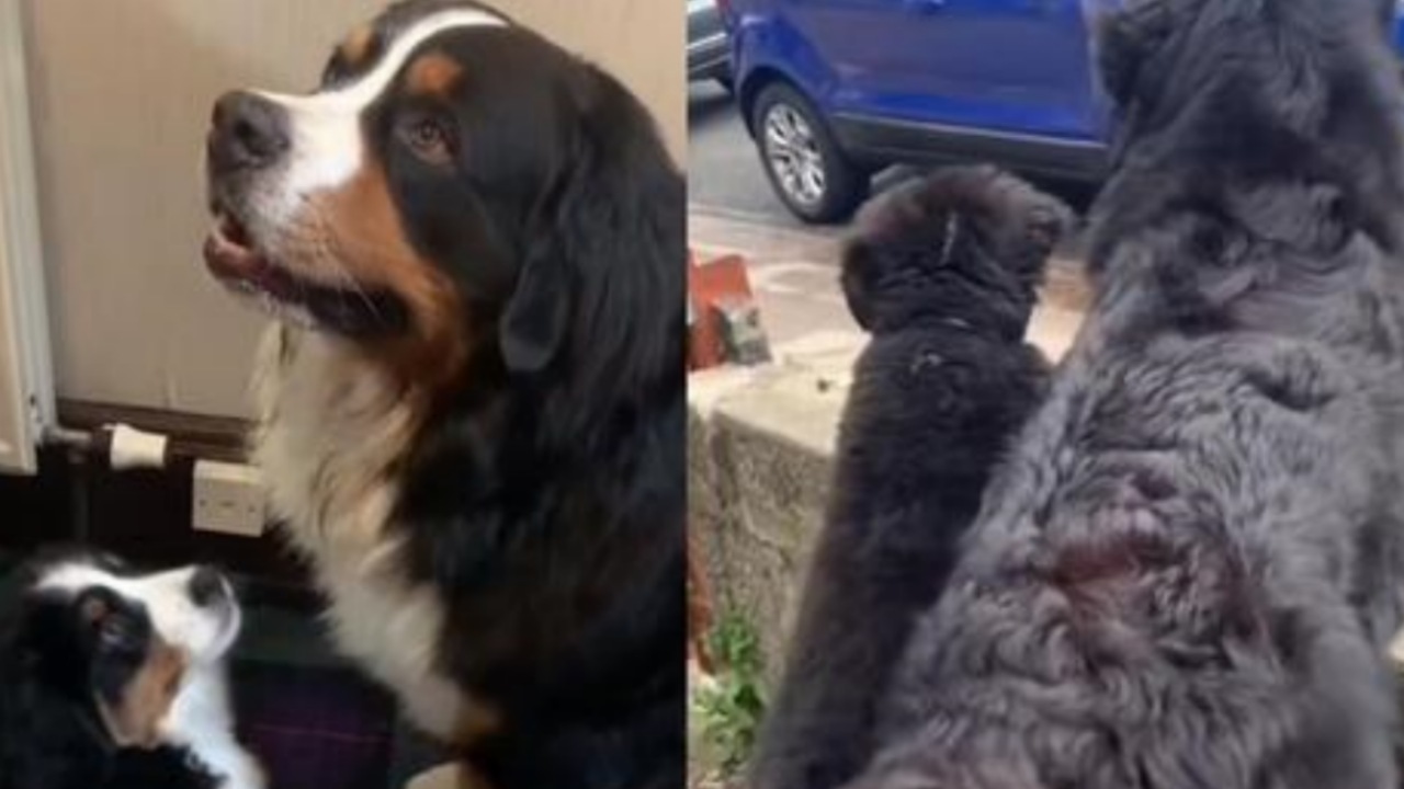 Cucciolo di Bovaro del Bernese imita il suo fratellone