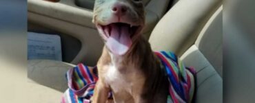 Cucciolo di Pitbull trova una famiglia