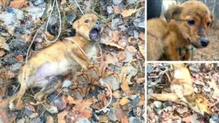 Cucciolo in una trappola nella foresta