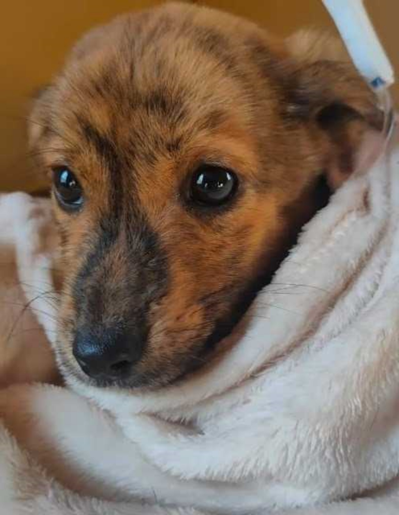 Cucciolo in una trappola nella foresta