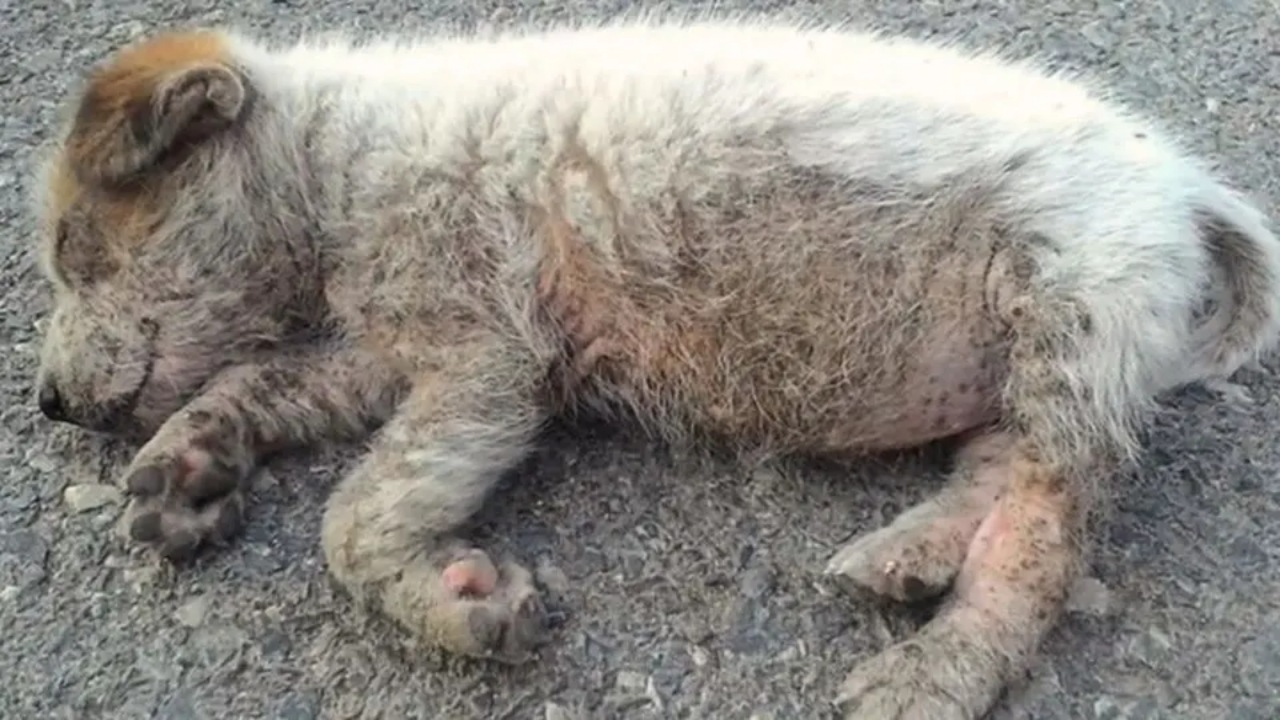 Cucciolo piccolo trovato per strada