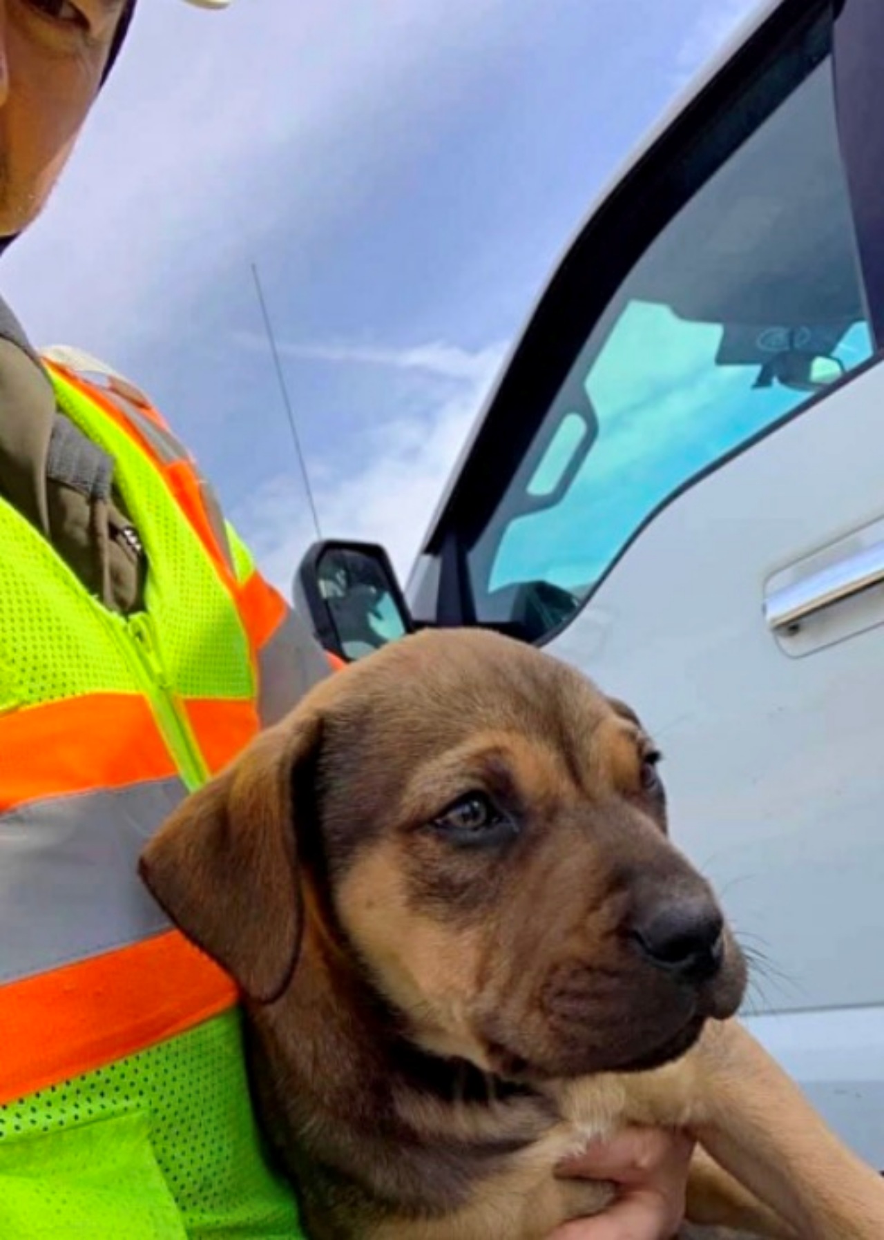 Cucciolo abbandonato in autostrada