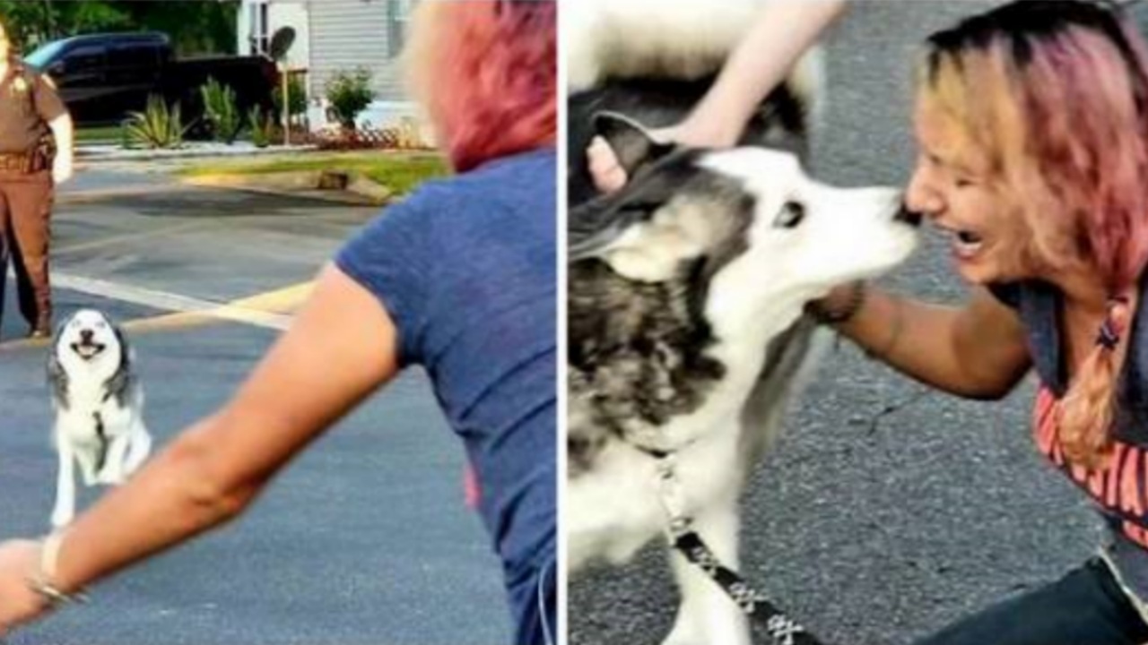 Donna ritrova il suo Husky 2 anni dopo averlo perso