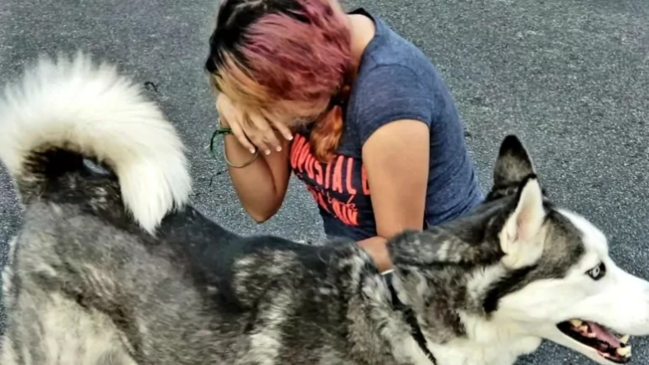 Donna ritrova il suo Husky 2 anni dopo averlo perso