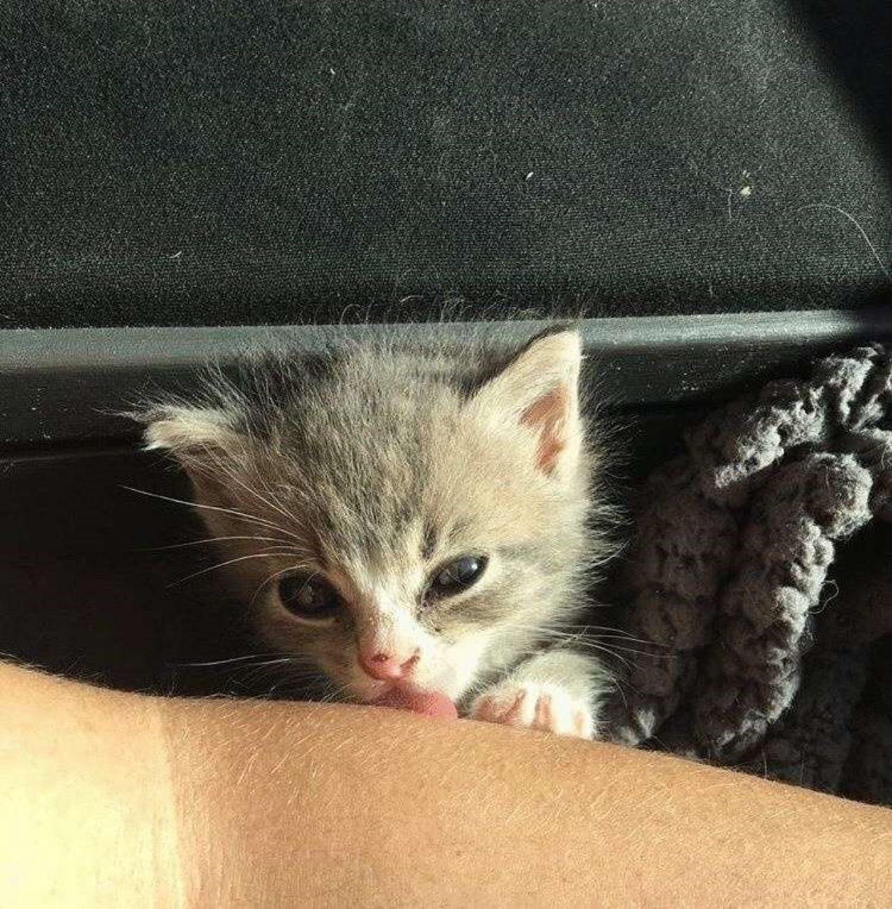 Donna salva un gattino randagio dalla strada