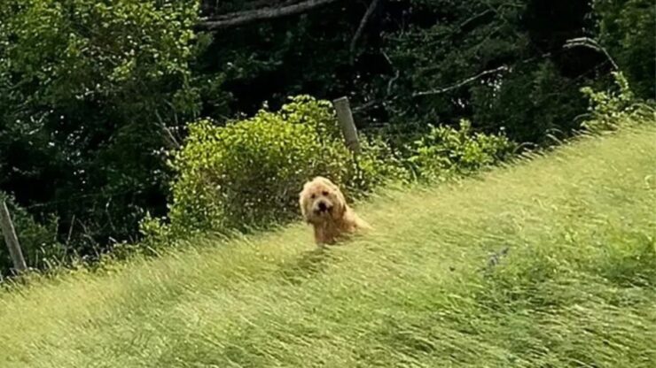 Donne recuperano un cane randagio sul ciglio della strada