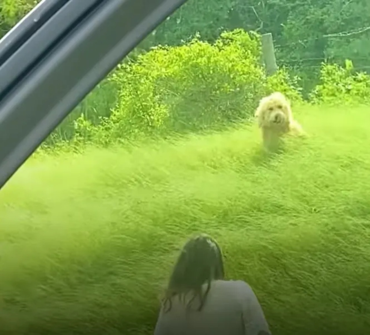 Donne recuperano un cane randagio sul ciglio della strada