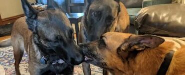 Due Pastore Belga Malinois piangono per il fratello