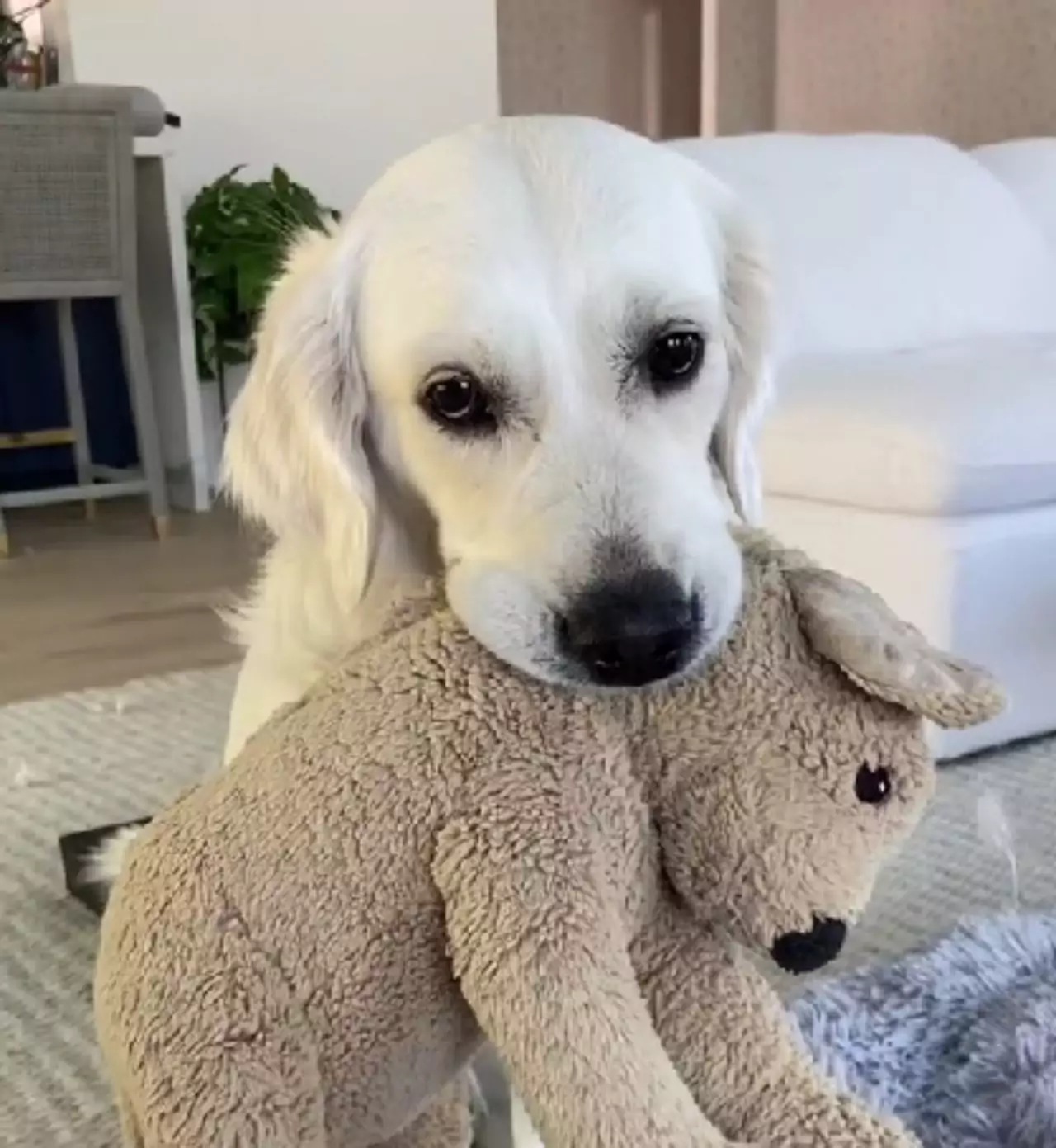 Golden Retriever adora i cuccioli