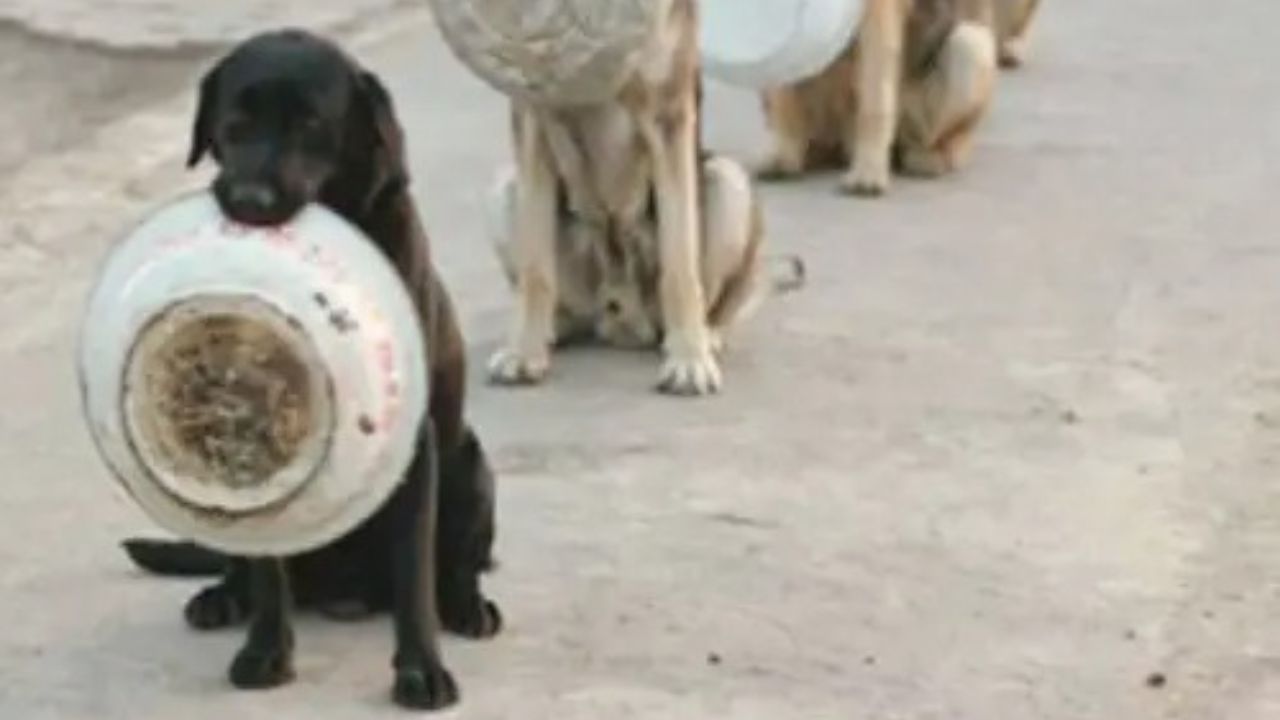 Cane aspetta il cibo