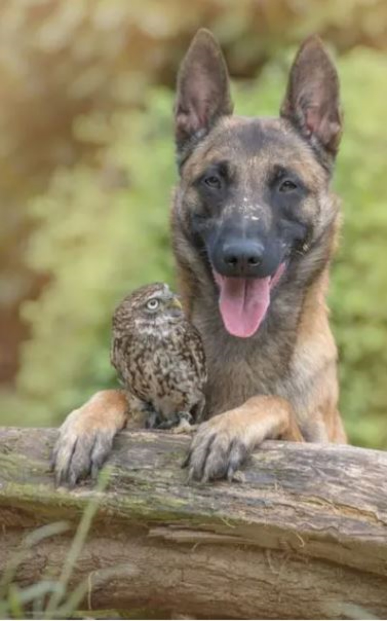 Un cane insieme ad una civetta