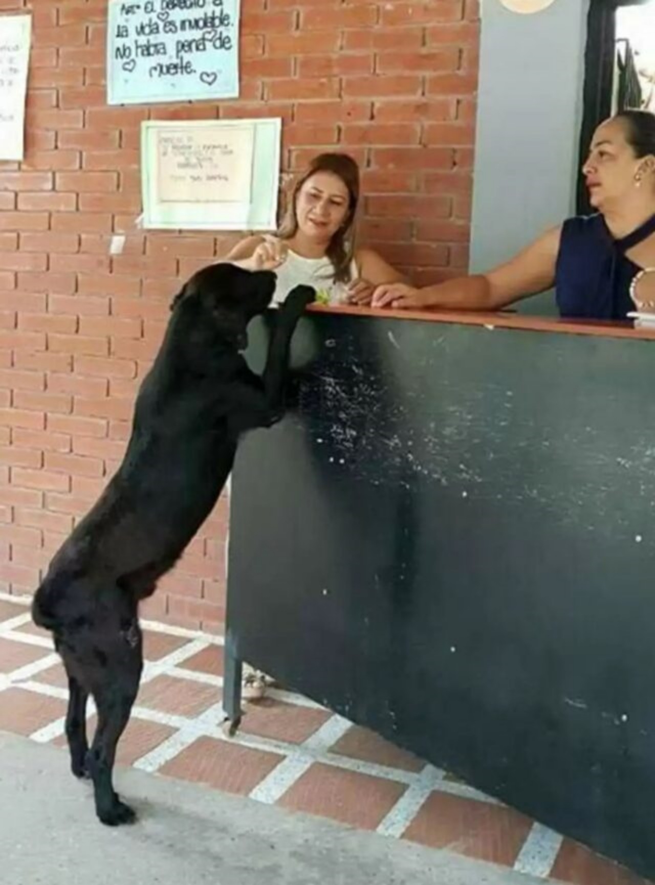 Labrador Retriever paga un biscotto con una foglia