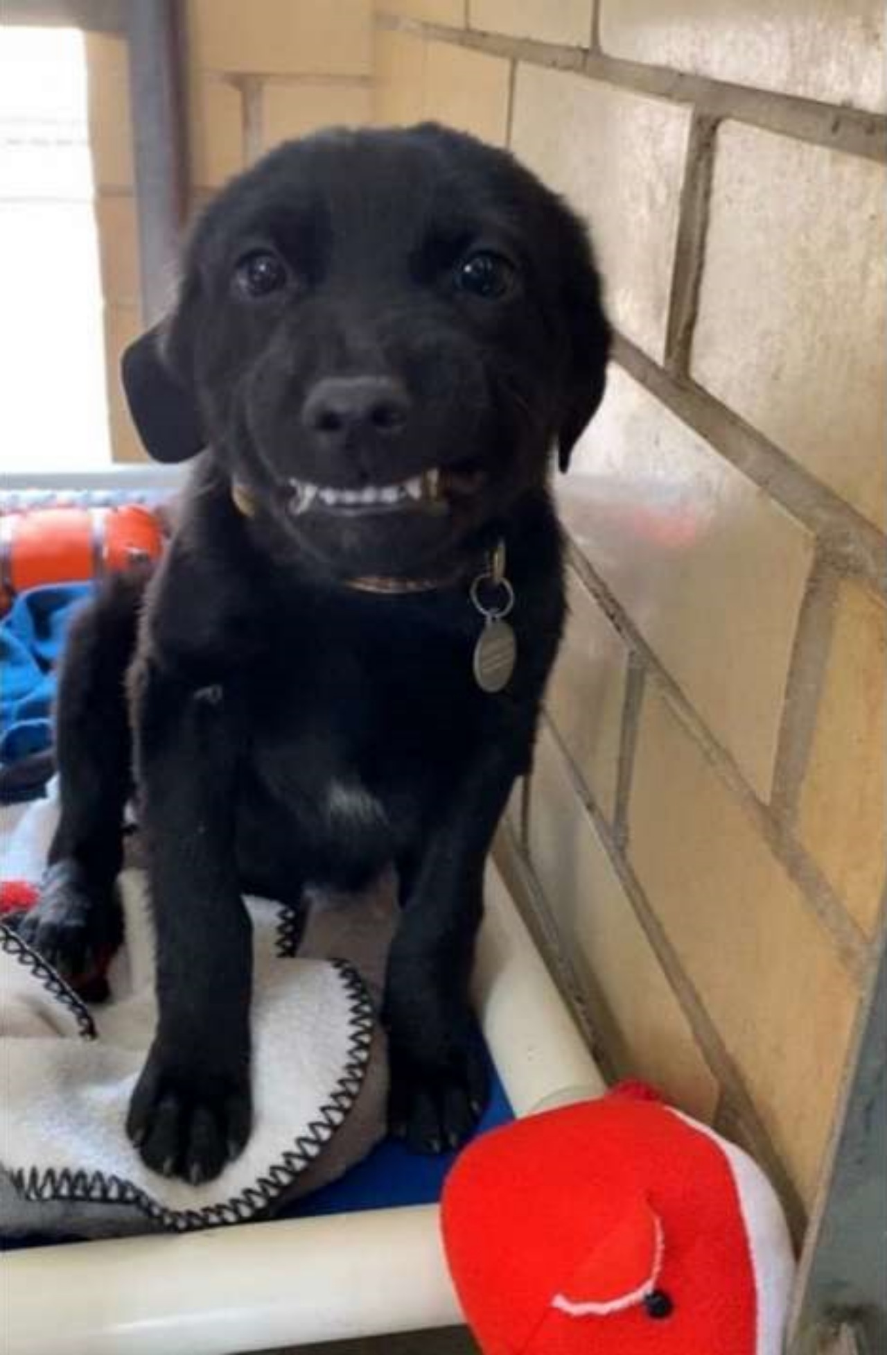 Labrador impara a sorridere per conquistare una famiglia