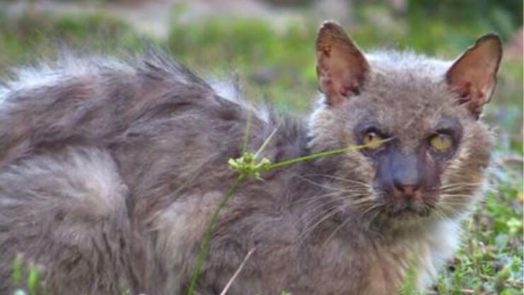 un gatto di nome Logan