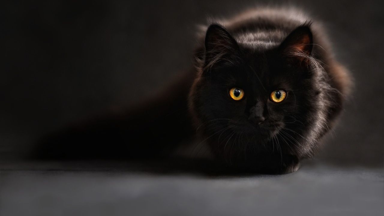 Maine Coon nero