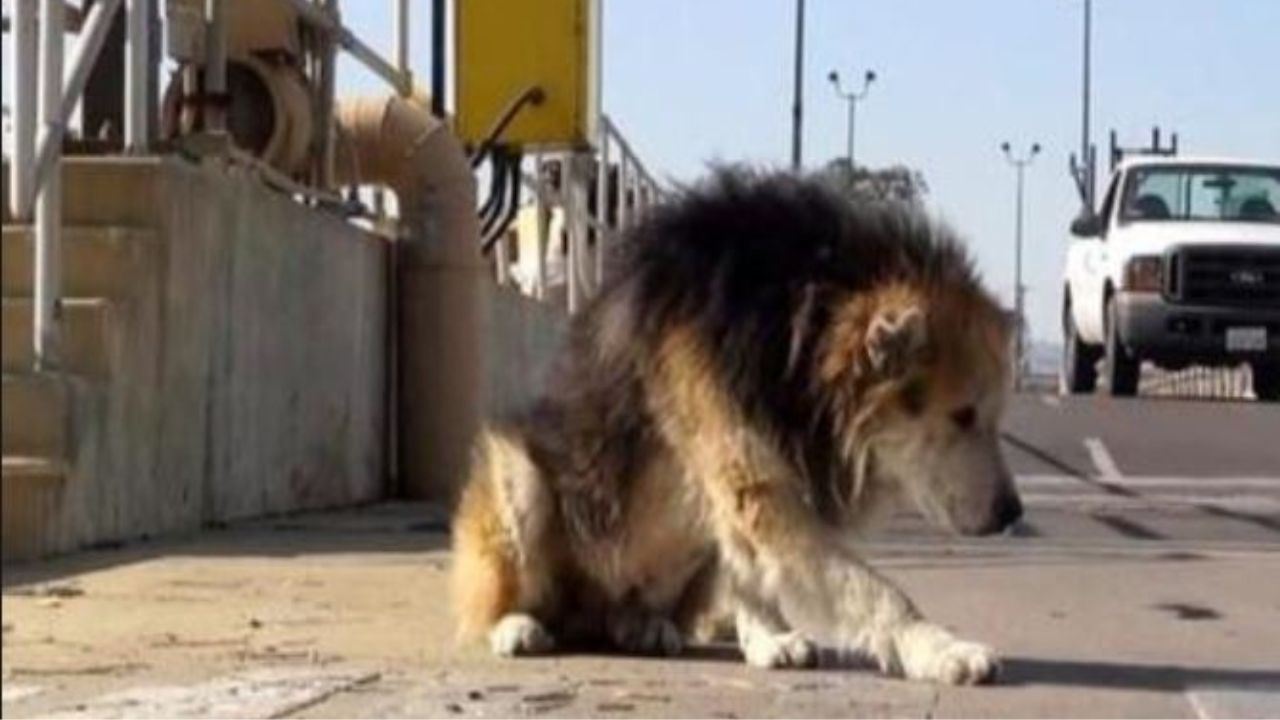 un cane abbandonato di nome Mufasa