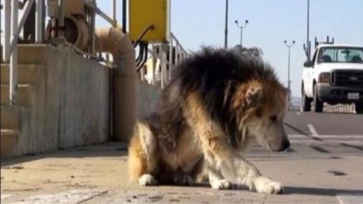 un cane di nome Mufasa