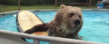 Orso Grizzly si tuffa in piscina