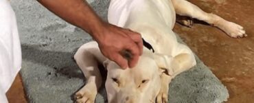 Pitbull randagio salvato da un uomo