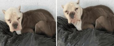 Pitbull trovato sotto un portico in cerca di aiuto