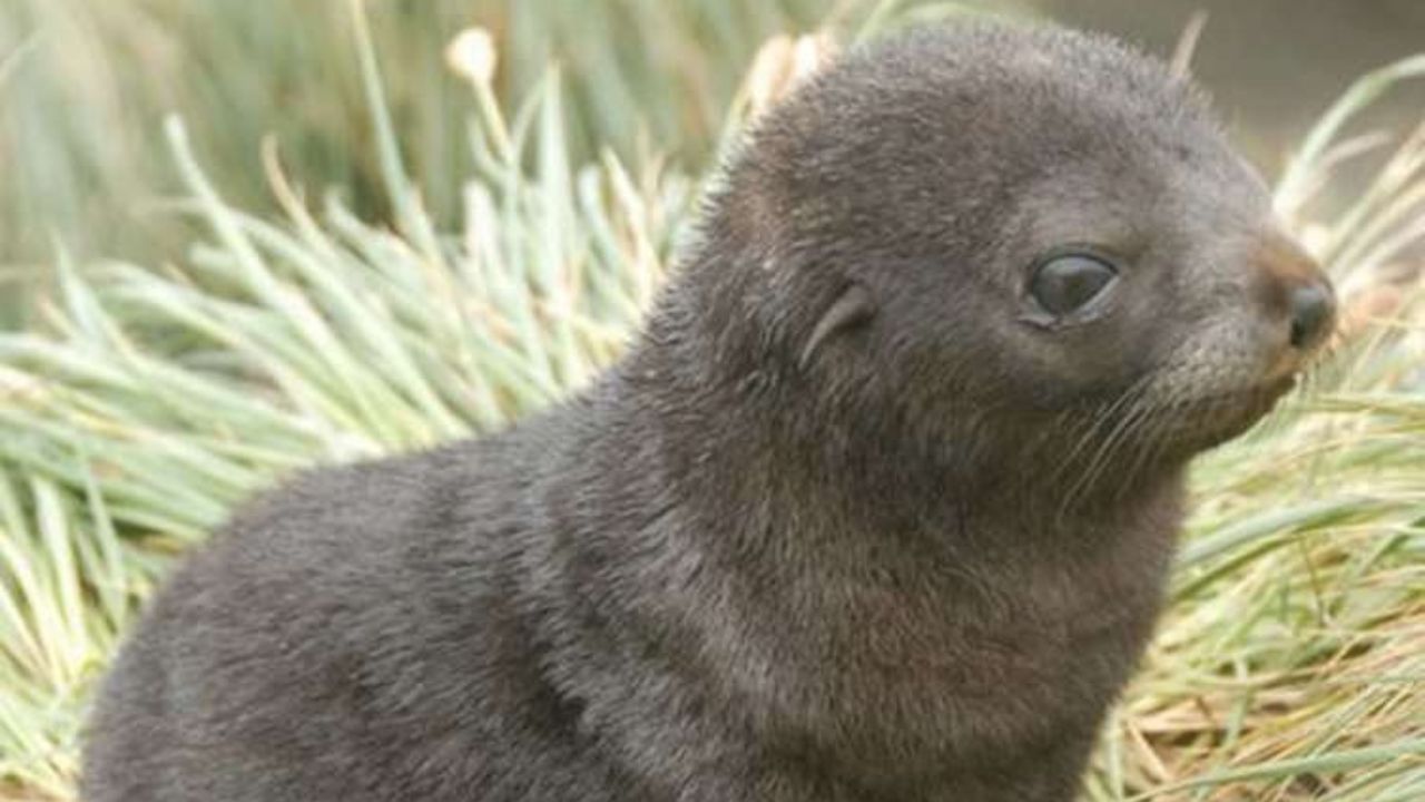 Cucciolo di foca