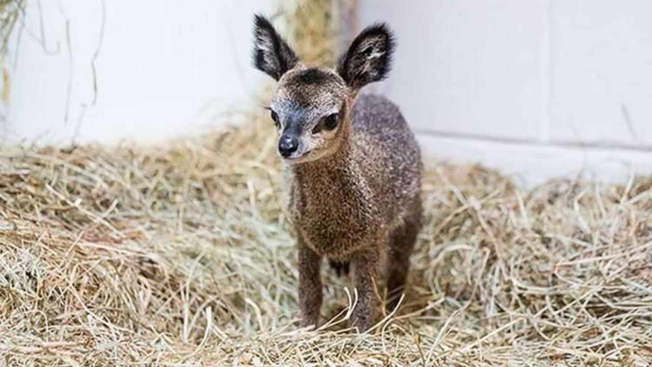 Cucciolo di dik-dik