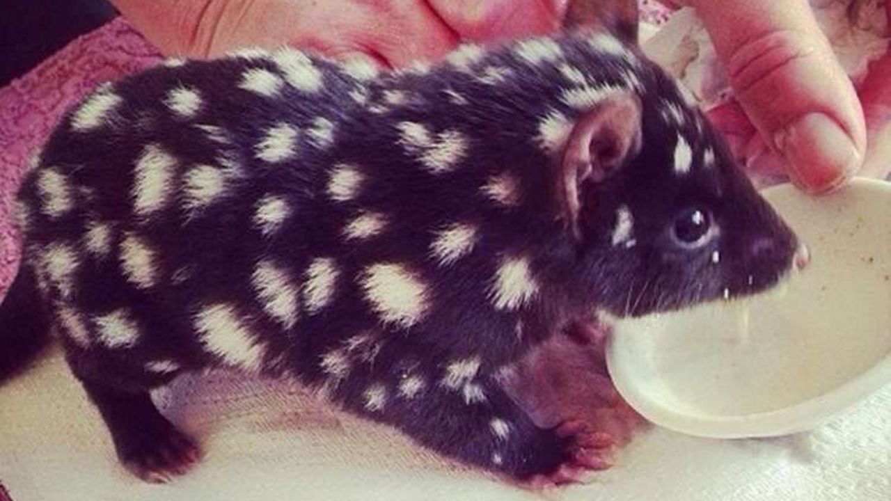 Cucciolo di quoll orientale