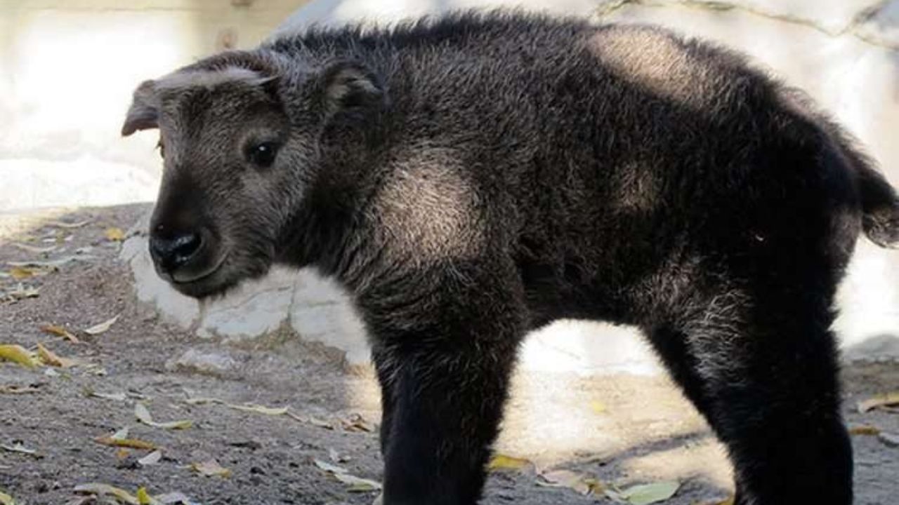 Cucciolo di takhin del Buthan