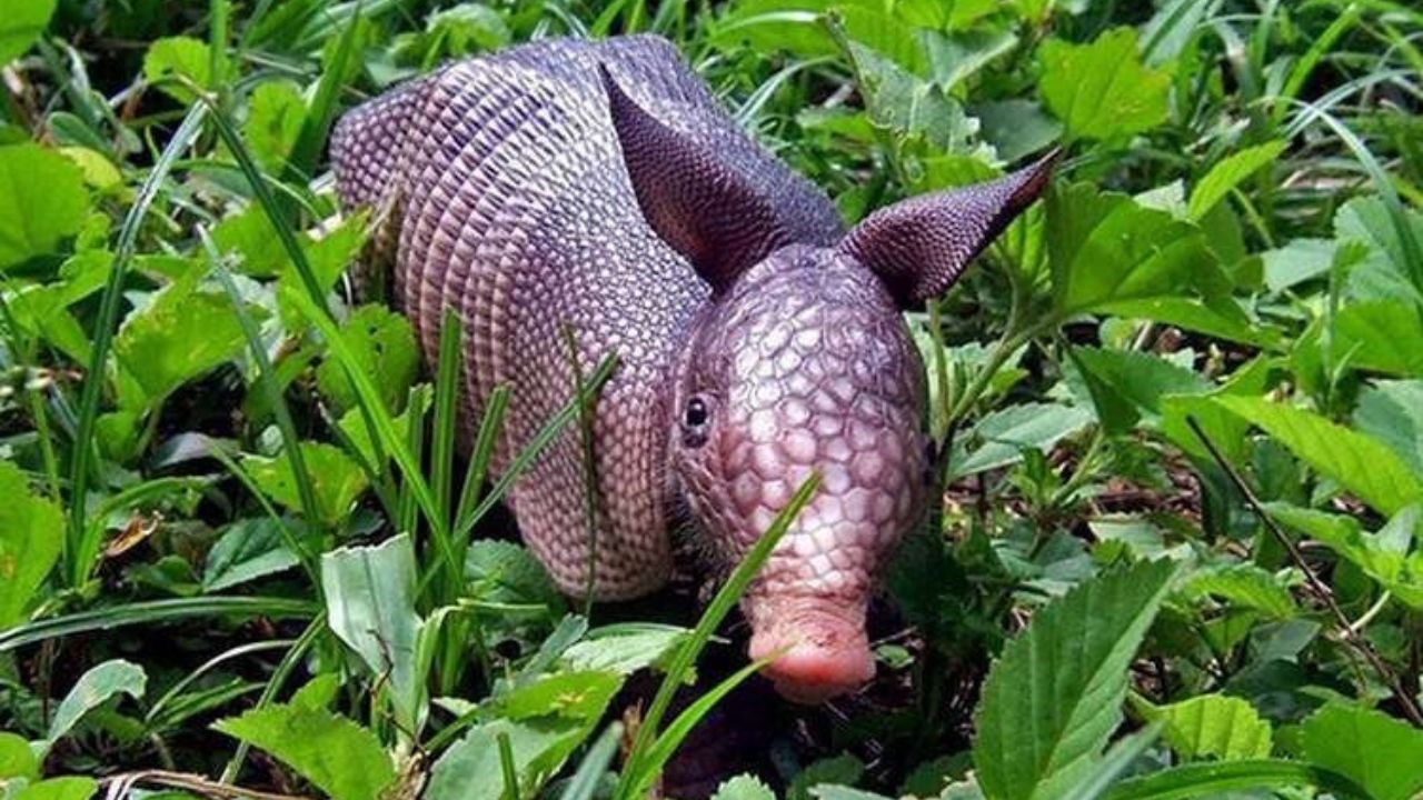 Cucciolo di armadillo