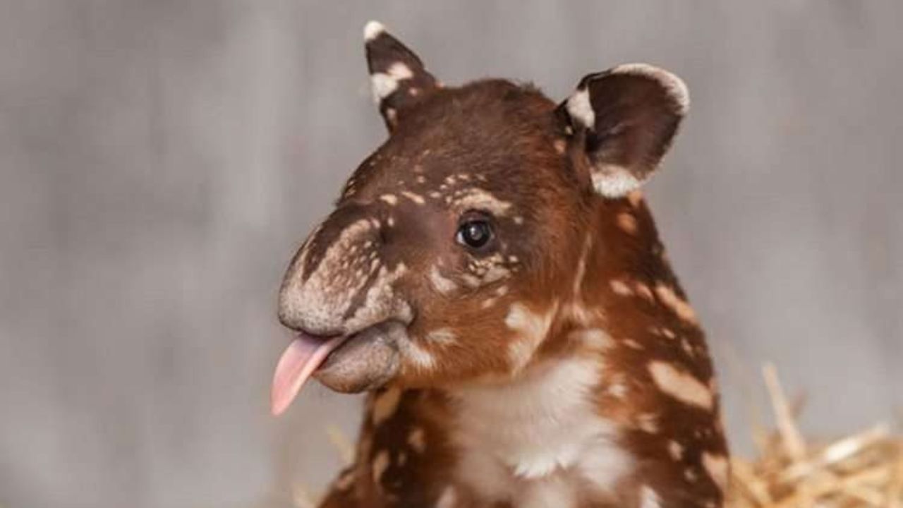 Cucciolo di tapiro