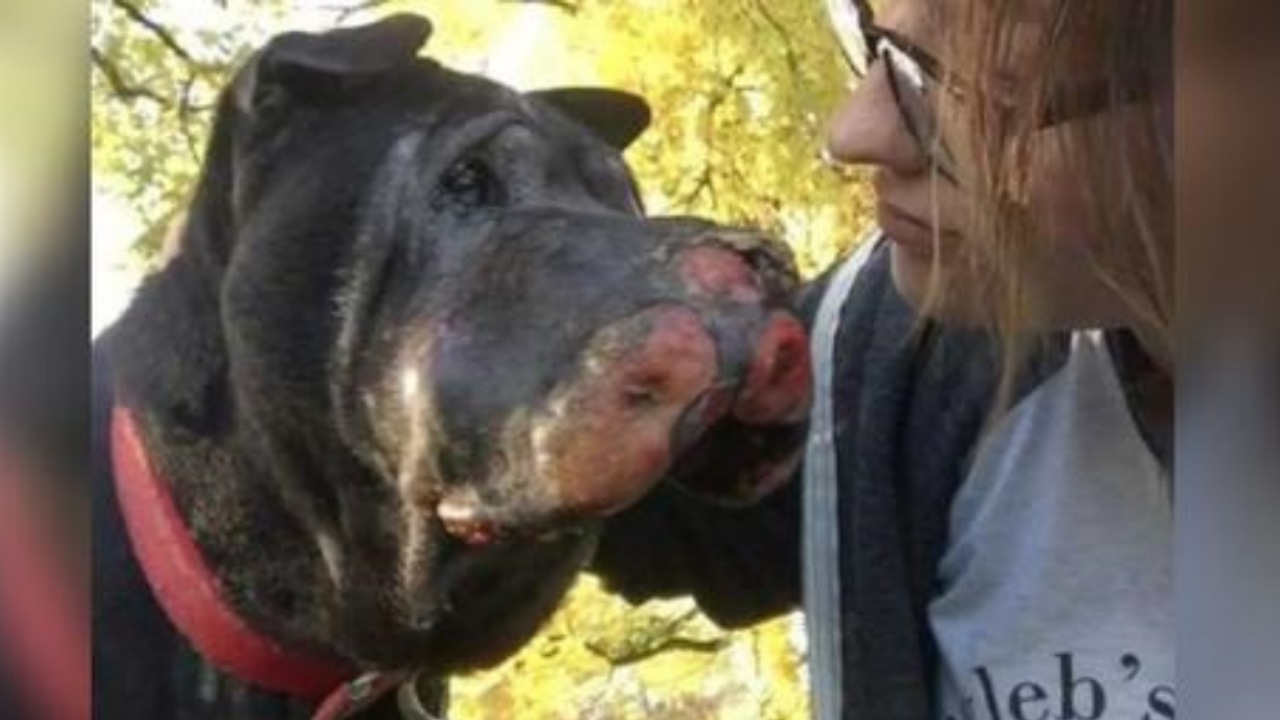 Ragazza salva un cane randagio