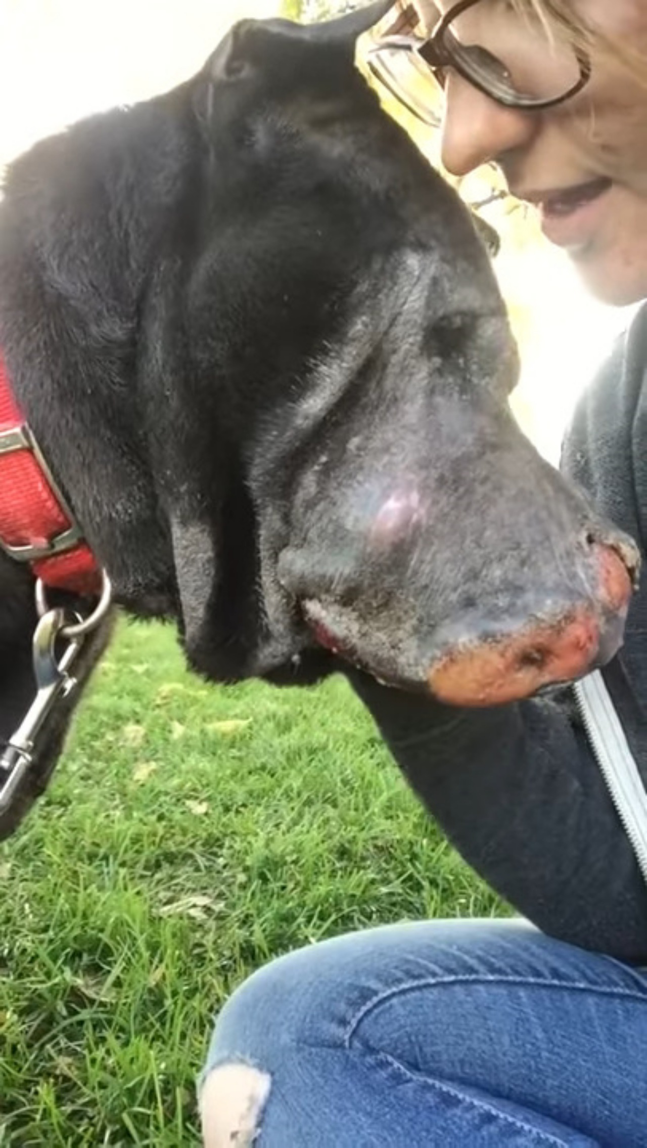 Ragazza salva un cane randagio