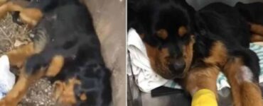 Rottweiler abbandonato nel cassonetto della spazzatura: una ragazza lo salva