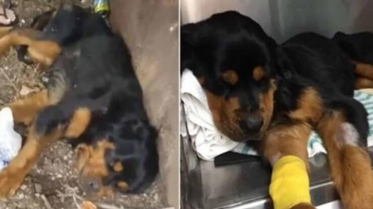 Rottweiler abbandonato nel cassonetto della spazzatura: una ragazza lo salva