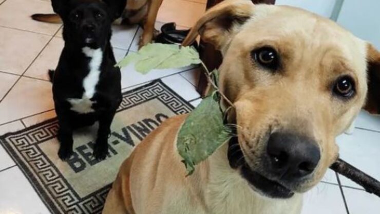 un cane con una foglia in bocca