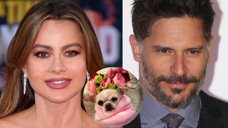 Sofia Vergara e Joe Manganiello si contendono il cane