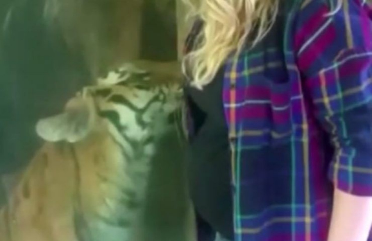 TIgre del Bengala lecca la pancia di una donna incinta