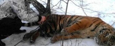 Tigre con un cappio al collo si lascia curare da un uomo