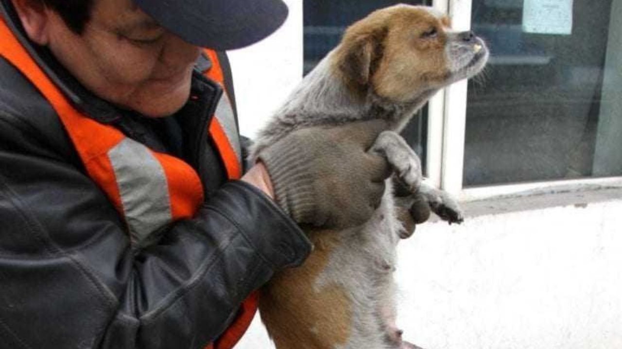 Cagnolina soccorsa