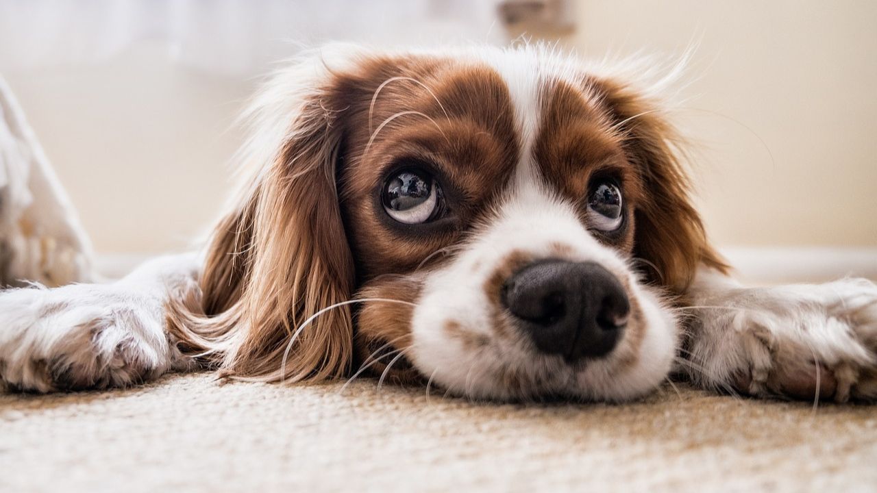 Cane dagli occhi dolci