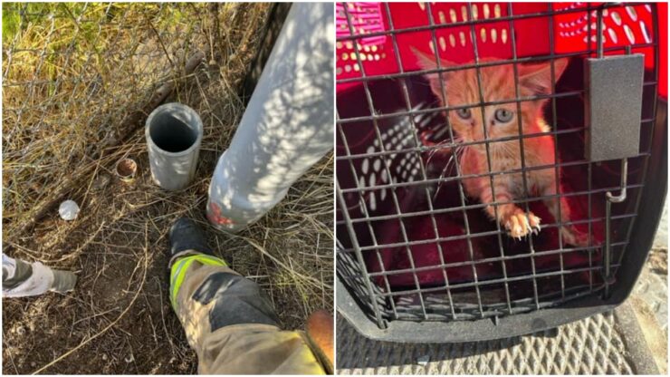 Vigili del fuoco salvano un gattino incastrato in un tubo