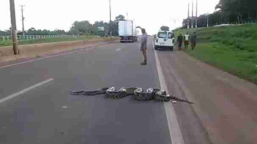 anaconda bloccata in autostrada